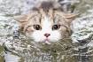 10 Cats That Like Water — Which Cats Like Water?