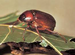 Maybe you would like to learn more about one of these? June Beetle Description Life Cycle Facts Britannica