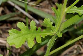 Image result for Grangea maderaspatana