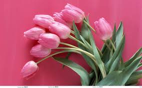 Pink Flowers To Brighten Up The Room Pink Flowers Wallpaper Beautiful Flowers Wallpapers Beautiful Pink Flowers Все 3d 60 избранных абстракция аниме арт вектор города еда животные космос любовь макро машины минимализм мотоциклы музыка праздники природа разное слова смайлы спорт текстуры темные технологии фэнтези цветы черный. pink flowers wallpaper