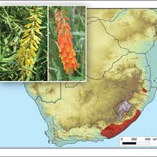 Image result for Aptosimum marlothii