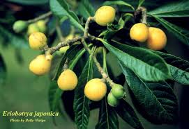 Image result for Eriobotrya