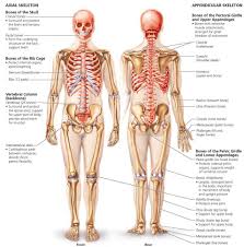 Students fill in the boxes with the names of the bones. The Skeletal System Biology Of Humans
