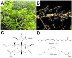 Image result for Brucea