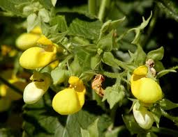 Image result for Calceolaria tripartita