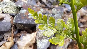 Image result for Asplenium adiantum-nigrum