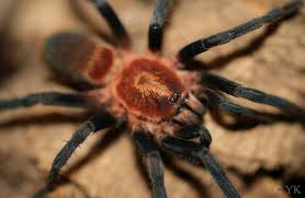 Image result for Phaulopsis sangana