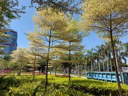 Image result for Terminalia mantaly