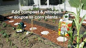 Maybe you would like to learn more about one of these? Yes You Can Grow Corn In A Small Garden The Foodie Gardener