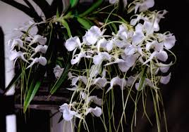Image result for Angraecum