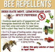 So when you do find that there a swarm of bees and a hive, it is best to get rid of it to. 3 Simple But Effective Ways To Get Rid Of Ground Bees Naturally Pest Wiki Bee Repellent Getting Rid Of Bees Repellent Homemade
