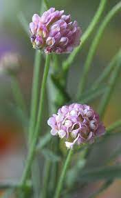 Ornitophus Sativus Serradella Tiny Flowers Beautiful Flowers Flowers