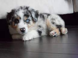 Pin By Madison Edwards On Daawwww Aussie Puppies Aussie Dogs Cute Dogs