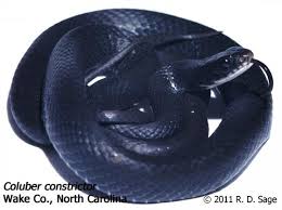 They prey on rodents, insects, toads, frogs, crayfish, minnows and other snakes and are themselves food for. Coluber Constrictor The Reptile Database