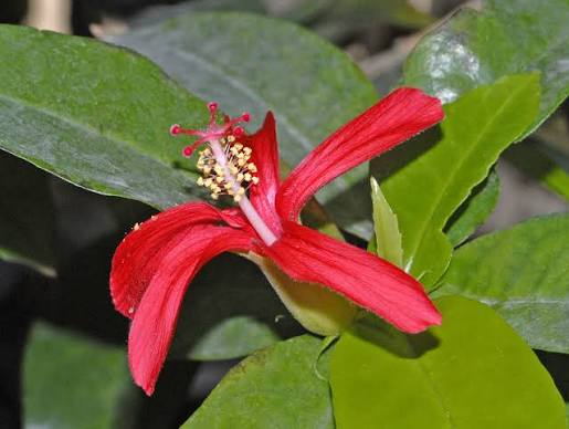 Hibiscus clayi - Wikipedia