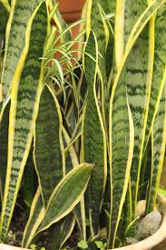 Si tratta di piante con foglie allungate, spesse, a superficie piana. Sansevieria Pianta Da Interno Che Pulisce L Aria
