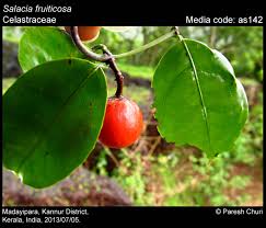 Image result for Salacia orientalis