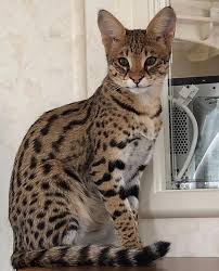 Savannah, the first savannah cat was produced on april 7, 1986 by an experimental hybrid of. Meet The Women Who Say Their Savannah Cats Are Purrfect Showcelnews Com