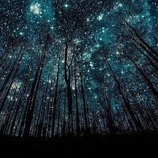 Silhouette Of Trees Stars In The Sky Forest Silhouette Earth Pictures Night Skies