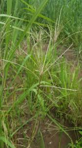 Image result for Chloris gayana