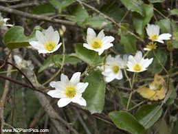 Strongly structural bromeliads make excellent container plants for a shady front porch. Common Nz Native Clematis Growing In Otago Bush Nz Bush Clematis Clematis Clematis Paniculata Climbing Vines