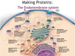 At other times in the cell cycle, dna also unwinds so that its instructions can be used to make proteins and for other biological processes. Dna Contains Instructions For Making What Other Biomolecule Chemistry Notes For Class 12 Chapter Biomolecules Part Iii How Dna Is Packaged Advanced Iarci44