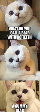 Toothless Bear Imgflip