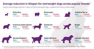 Research Reveals Overweight Dogs May Live Shorter Lives