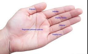 Nervul responsabil pentru degetele mic si inelar de la mana este nervul spinal c8 situat intre vertebra c8 si t1 de aceasta poata aparea din cauza presiunii pe supraf. Te Dor Degetele De La Maini IatÄƒ De Ce Boli PoÅ£i SÄƒ Suferi Antena 1