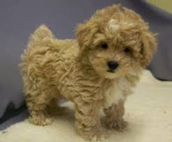 The nose can be black or brown, and the eyes color can be amber. The Shih Poo A Guide To The Teddy Bear Dog Veterinarians Org Puppies Cute Baby Animals Baby Animals