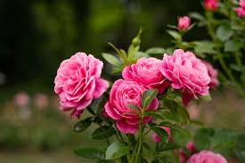How to get more flowers in your garden? How To Grow Long Stem Roses Useful Tips For Optimal Growth The Practical Planter
