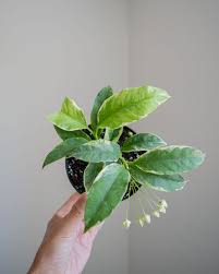 Image result for hoya multiflora