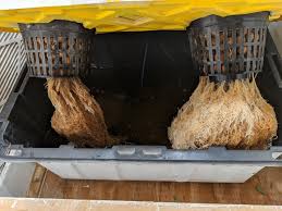 Maybe you would like to learn more about one of these? Prevent Root Rot In Dwc Growdoctor Guides