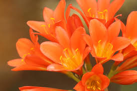 What plants are used to make licorice? Vermont Garden Journal If You Re A Fan Of Flowering Houseplants Try Clivia Vermont Public Radio