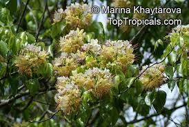 Image result for Crateva