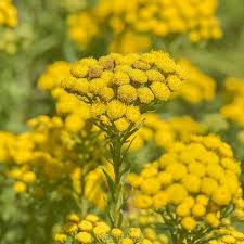 Image result for Pentzia