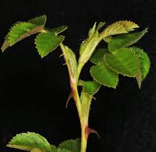 Image result for Cissus rubiginosa