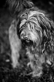 Black And Grey Dog Dsc 0348 Jpg Black And White Dog Grey Dog Dog Pictures