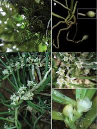 Image result for Liparis deistelii