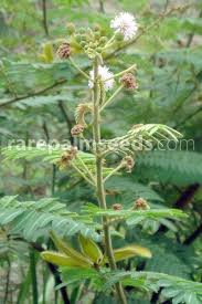 Image result for Mimosa pigra