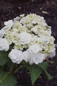 Buy Wedding Gown Lacecap Hydrangea Free Shipping Plants For Sale Online From Wilson Bros Garden In 2020 Lace Cap Hydrangea Types Of Hydrangeas Flower Garden Design