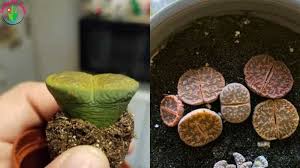 It was a solitary lithops so i have to be honest it is indeed a finicky succulent, almost always i can grow it late fall to early spring indoors by our south facing window but i always manage. How To Save Overwatered Lithops Step By Step Garden For Indoor