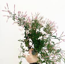 Image result for Aframomum polyanthum