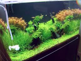 50 gallon rv water tank fresh or gray 38 x 22 1/4 x 14 potable concession. 50 Gallon Dutch Tetrascape Designs