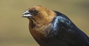 Birds With Yellow Feathers In Michigan Brown Headed Cowbird A Sure Sign That Spring Is Finally Coming To Michigan Bird Photo Black Bird Nature Photos