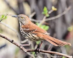 Big Black Birds In Missouri Brown Thrasher At The Backyard Feeder Brown Thrasher Thrasher Backyard Birds