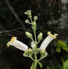 Image result for Amphilophium crucigerum