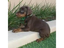 Email me with your name number and what you want for. Beautiful Doberman Pinscher Pups Abu Dhabi Dubai Classifieds