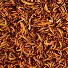 Read common sense media's how to eat fried worms review, age rating, and parents guide. Dried Mealworms 5 Lbs Walmart Com Walmart Com