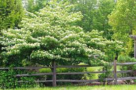 Dogwoods alternate leaved dogwood pagoda dogwood swida alternifoli wild seed project shop. Tree Like Shrub To Soften Vertical House Lines Pagoda Dogwood Garden Shrubs Garden Trees